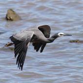 White-faced heron. Adult in flight showing upperwing. Wanganui, December 2012. Image &copy; Ormond Torr by Ormond Torr