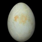 White-faced heron | Matuku moana. Egg 48.2 x 34.3 mm (NMNZ OR.007337, collected by Morris Scrimgeour). Collingwood. Image &copy; Te Papa by Jean-Claude Stahl
