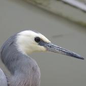 White-faced heron. Close view of adult head. Pahi,  Kaipara Harbour, January 2013. Image &copy; Thomas Musson by Thomas Musson