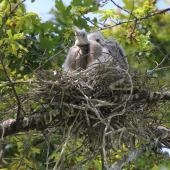White-faced heron. Two nestlings at rest in the nest. Anderson Park, Napier, November 2014. Image &copy; Adam Clarke by Adam Clarke