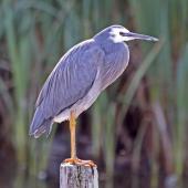 White-faced heron. Adult perched on post. Te Awanga Lagoon, May 2009. Image &copy; Dick Porter by Dick Porter