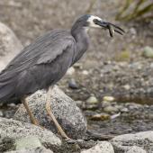 White-faced heron. Adult with juvenile brown trout. Lake Te Anau, February 2016. Image &copy; Anja Köhler by Anja Köhler