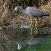 White-faced heron. Adult stirring water with foot to disturb prey. Waimanu Lagoons, October 2014. Image &copy; Roger Smith by Roger Smith