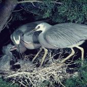 White-faced heron. Pair feeding chicks at nest. . Image &copy; Department of Conservation (image ref: 10035787) by Barry Harcourt, Department of Conservation Courtesy of Department of Conservation