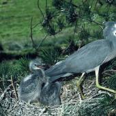 White-faced heron | Matuku moana. Adult departing nest containing chicks. . Image &copy; Department of Conservation (image ref: 10048662) by Peter Reese, Department of Conservation Courtesy of Department of Conservation