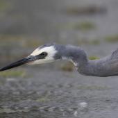 White-faced heron. Adult feeding on crabs and mantis shrimps, about to strike. Pauatahanui Inlet, November 2010. Image &copy; Phil Battley by Phil Battley