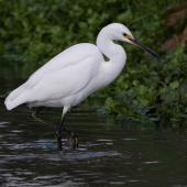 Little egret. Adult. Ferrymead, Christchurch, May 2023. Image &copy; Ben Ackerley by Ben Ackerley