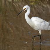 Little egret. Adult. Westshore Wildlife Reserve, August 2015. Image &copy; Gary Stone by Gary Stone