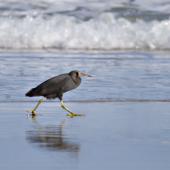 Reef heron. Walking along beach. Spirits Bay, Far North, April 2012. Image &copy; Raewyn Adams by Raewyn Adams