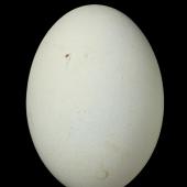 Reef heron | Matuku moana. Egg 45.8 x 32.9 mm (NMNZ OR.025362, collected by Richard Parrish). Motukaroro Island, Whangarei Harbour. Image &copy; Te Papa by Jean-Claude Stahl