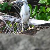 Reef heron | Matuku moana. Adult intermediate morph. Rarotonga, October 2011. Image &copy; Craig Steed by Craig Steed