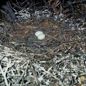 Reef heron | Matuku moana. Nest with 2 eggs. Hauraki Gulf, November 1964. Image &copy; Department of Conservation (image ref: 10044393) by Dick Veitch, Department of Conservation Courtesy of Department of Conservation