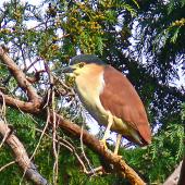 Nankeen night heron. Adult sunning itself outside roost. Kauarapaoa Stream, Whanganui River, April 2009. Image &copy; Peter Frost by Peter Frost