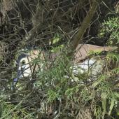 Nankeen night heron | Umu kōtuku. Adult on nest during incubation. Upokongaro, Whanganui, February 2023. Image &copy; Paul Gibson by Paul Gibson