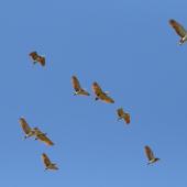 Nankeen night heron | Umu kōtuku. Flock in flight (mixed ages). Tauwitcherie, Murray River Mouth, South Australia, April 2015. Image &copy; John Fennell by John Fennell