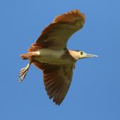 Nankeen night heron. Adult in flight. Tauwitcherie, Murray River Mouth, South Australia, April 2015. Image &copy; John Fennell by John Fennell