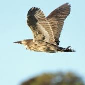 Australasian bittern. Adult in flight. Waikanae estuary, August 2013. Image &copy; Roger Smith by Roger Smith