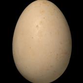 Australasian bittern. Egg 54.6 x 38.7 mm (NMNZ OR.002180, collected by Charles Fleming). Lake Selfe, Canterbury, January 1937. Image &copy; Te Papa by Jean-Claude Stahl