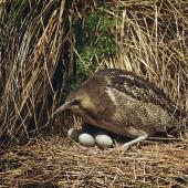 Australasian bittern. Adult at nest with 4 eggs. . Image &copy; Department of Conservation (image ref: 10028776) by Mike Soper, Department of Conservation Courtesy of Department of Conservation