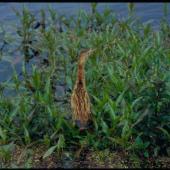 Little bittern. Immature. Westport, February 1987. Image &copy; Colin O'Donnell by Colin O'Donnell