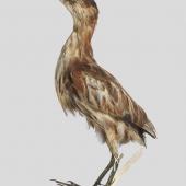 New Zealand little bittern | Kaoriki. Holotype. Purchased 1907. Specimen registration no. OR.000644; image no. MA_I075337. Head of Lake Wakatipu. Image &copy; Te Papa See Te Papa website: http://collections.tepapa.govt.nz/objectdetails.aspx?irn=515234&amp;term=OR.000644