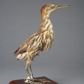New Zealand little bittern | Kaoriki. Holotype. Purchased 1907. Specimen registration no. OR.000644; image no. MA_I156475. Head of Lake Wakatipu. Image &copy; Te Papa See Te Papa website: http://collections.tepapa.govt.nz/objectdetails.aspx?irn=515234&amp;term=OR.000644