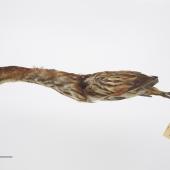 New Zealand little bittern | Kaoriki. Gift of the Wellington City Council, 1929. Specimen registration no. OR.002217; image no. MA_I264367. . Image &copy; Te Papa See Te Papa website: http://collections.tepapa.govt.nz/objectdetails.aspx?irn=515236&amp;term=OR.002217