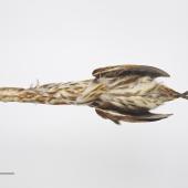 New Zealand little bittern | Kaoriki. Gift of the Wellington City Council, 1929. Specimen registration no. OR.002217; image no. MA_I264369. . Image &copy; Te Papa See Te Papa website: http://collections.tepapa.govt.nz/objectdetails.aspx?irn=515236&amp;term=OR.002217