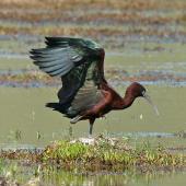 Glossy ibis. Adult with wings raised. Wairau oxidation ponds, October 2008. Image &copy; Duncan Watson by Duncan Watson