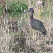 Glossy ibis. Non-breeding adult. Manapouri, April 2017. Image &copy; Robbie Leslie by Robbie Leslie