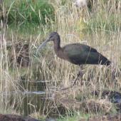 Glossy ibis. Non-breeding adult. Manapouri, April 2017. Image &copy; Robbie Leslie by Robbie Leslie