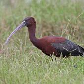 Glossy ibis. Adult in breeding plumage. Tolderol Game Reserve, South Australia, December 2014. Image &copy; Peter Gower 2015 birdlifephotography.org.au by Peter Gower