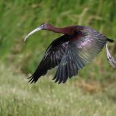 Glossy ibis. Adult in flight. Western Treatment Plant, Werribee, Victoria, January 2019. Image &copy; Con Duyvestyn 2019 birdlifephotography.org.au by Con Duyvestyn