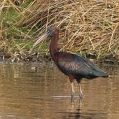 Glossy ibis. Adult. Travis Wetland, Christchurch, August 2014. Image &copy; Donald Searles by Donald Searles