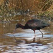 Glossy ibis. Adult. Travis Wetland, Christchurch, August 2014. Image &copy; Donald Searles by Donald Searles