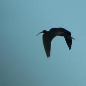 Glossy ibis. Silhouette, in flight. Travis Wetland, Christchurch, August 2014. Image &copy; Donald Searles by Donald Searles