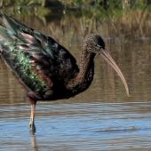 Glossy ibis. Adult, semi-resident. Travis Wetland, Christchurch, August 2014. Image &copy; Grahame Bell by Grahame Bell http://grahamenz.com