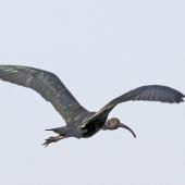 Glossy ibis. Adult in flight. Northern Territory, Australia, July 2012. Image &copy; Dick Porter by Dick Porter
