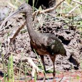 Glossy ibis. Adult. Northern Territory, Australia, July 2012. Image &copy; Dick Porter by Dick Porter