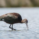 Glossy ibis. Nonbreeding adult. Manawatu River estuary, February 2022. Image &copy; Roger Smith by Roger Smith