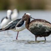 Glossy ibis. Nonbreeding adult (with pied stilts behind). Manawatu River estuary, February 2022. Image &copy; Roger Smith by Roger Smith