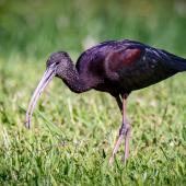 Glossy ibis. Adult foraging. Rosser Park, Benowa, Queensland, May 2017. Image &copy; Adam Higgins 2017 birdlifephotography.org.au by Adam Higgins