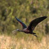 Glossy ibis. Adult in flight. Ballina, New South Wales, July 2018. Image &copy; Bruce McNaughton 2018 birdlifephotography.org.au by Bruce McNaughton