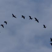 Glossy ibis. Flock in flight. Foxton Beach, April 2017. Image &copy; Imogen Warren by Imogen Warren
