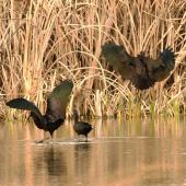 Glossy ibis. Wing plumage variations in adults. Parsons wetland, Wairau Lagoons, Marlborough, August 2015. Image &copy; Will Parsons by Will Parsons