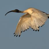 White ibis. Adult in flight. Braeside Reserve, Victoria, January 2017. Image &copy; Tim Van Leeuwen 2017 birdlifephotography.org.au by Tim Van Leeuwen