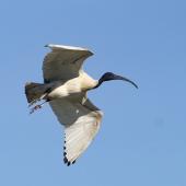 White ibis. Adult in flight. Jells Park, Glen Waverley, Victoria, September 2019. Image &copy; Ray Fox 2019 birdlifephotography.org.au by Ray Fox