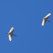White ibis. Adults flying overhead. Canberra, Australia, November 2018. Image &copy; R.M. by R.M.