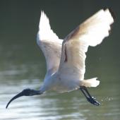 White ibis. Juvenile in flight. Causeway, Kinka Beach, Queensland. Image &copy; Noel Knight by Noel Knight
