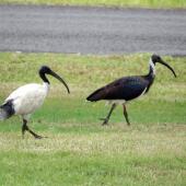 White ibis. Adult (left) with straw-necked ibis. Gatton, Queensland, Australia, April 2013. Image &copy; Koos Baars by Koos Baars